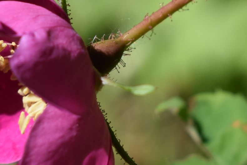 Quale rosa?  Rosa pendulina